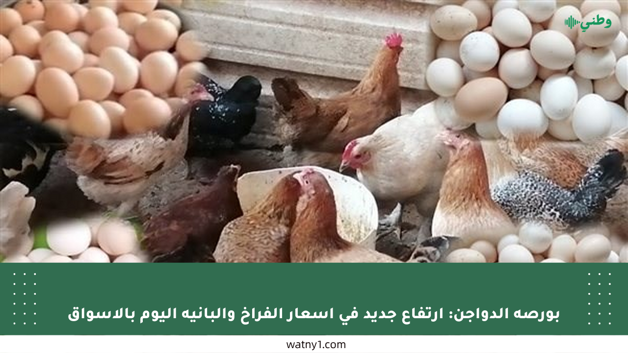 بورصة الدواجن: ارتفاع جديد في أسعار الفراخ والبانيه اليوم بالأسواق